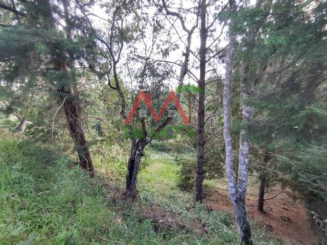 Terreno para Venda em Campos do Jordão - 5