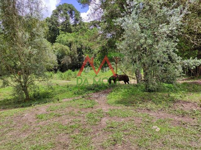 Área para Venda em Campos do Jordão - 5