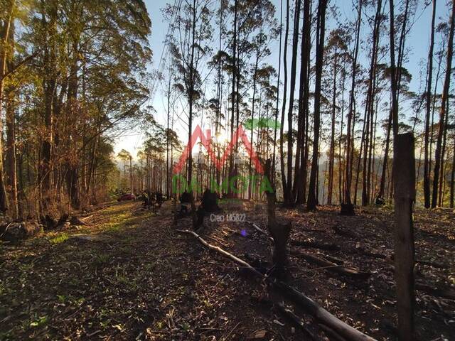 #585 - Fazenda para Venda em Campos do Jordão - SP - 2